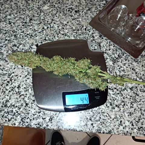 Critical Automatic growlog timeline photo