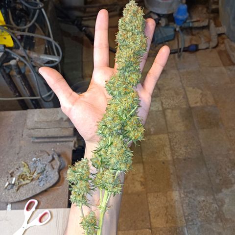 Critical Automatic growlog timeline photo