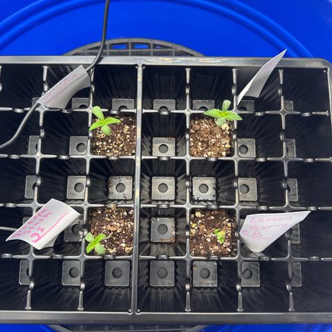 Zweet Auto growlog photo: First day off humidity dome monitoring, temp and VPD