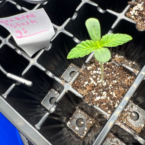Grandpa's Stash growlog timeline photo