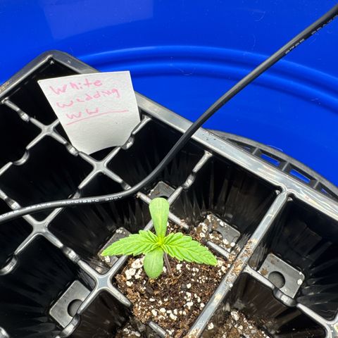 White Wedding growlog timeline photo