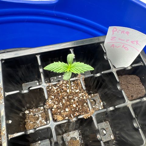 Zweet Auto growlog timeline photo