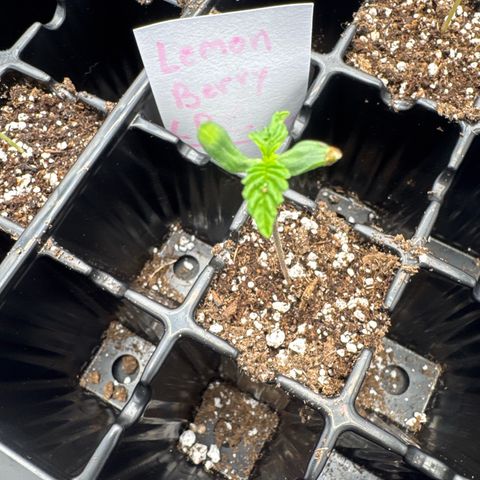 Lemon Berry Candy OG growlog timeline photo
