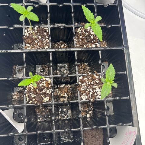 Zweet Auto growlog timeline photo