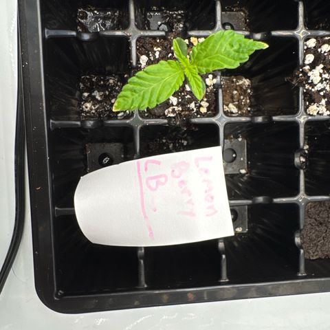 Lemon Berry Candy OG growlog photo: Added molasses and a small amount of fertilizer