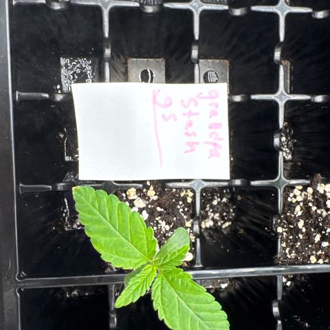 Grandpa's Stash growlog photo:  Added molasses and a small amount of fertilizer