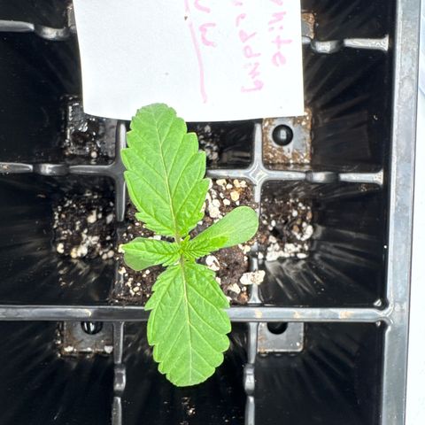 White Wedding growlog photo:  Add molasses and a small amount of fertilizer
