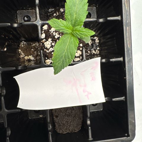 Zweet Auto growlog photo:  Added molasses and a small amount of fertilizer