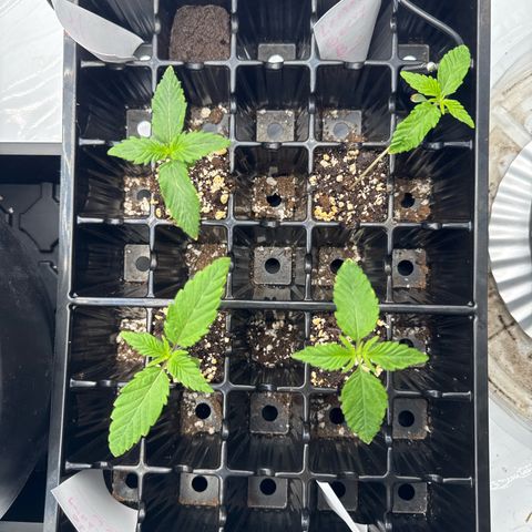 Zweet Auto growlog timeline photo