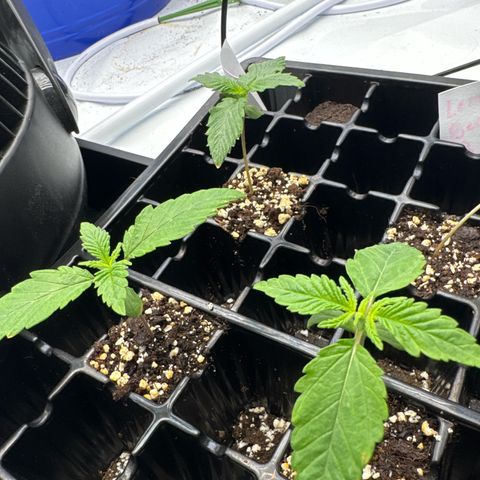 Zweet Auto growlog timeline photo