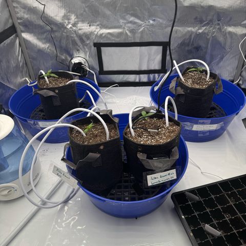 Zweet Auto growlog timeline photo