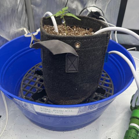 Grandpa's Stash growlog timeline photo