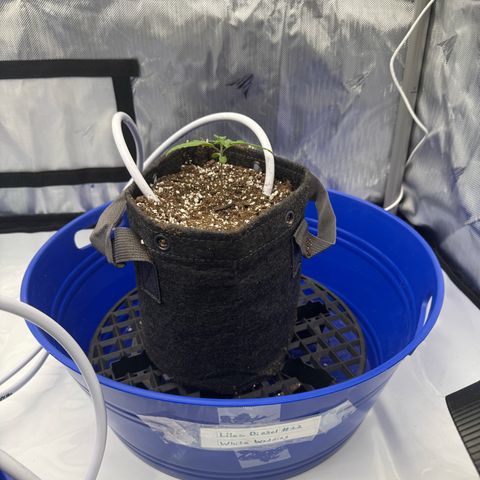 White Wedding growlog timeline photo