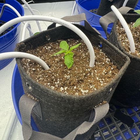 Zweet Auto growlog timeline photo
