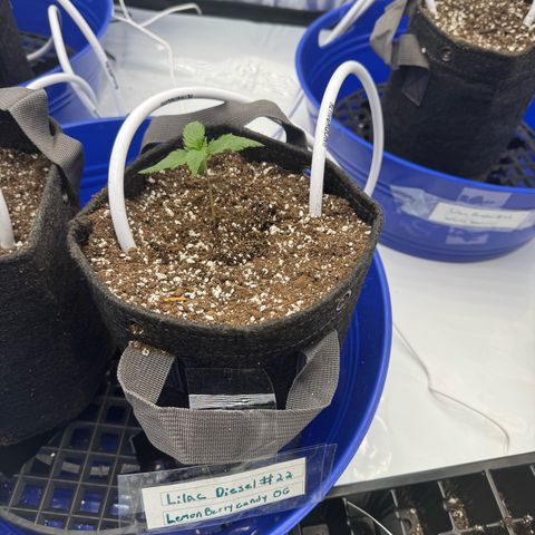 Lemon Berry Candy OG growlog timeline photo