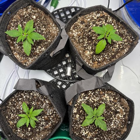 Zweet Auto growlog photo: Removed auto drip watering by hand for now.