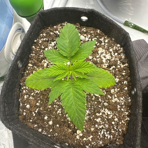 White Wedding growlog timeline photo