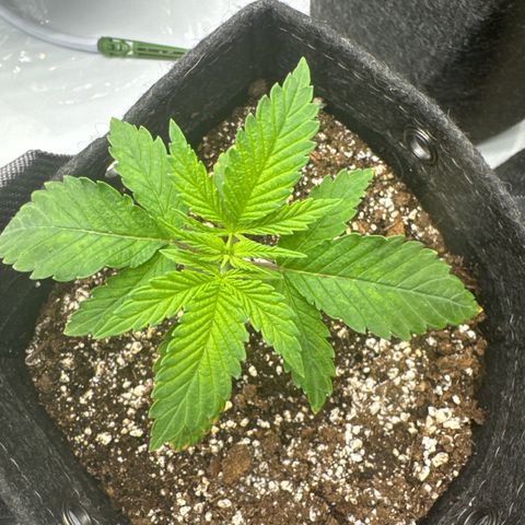 Grandpa's Stash growlog timeline photo