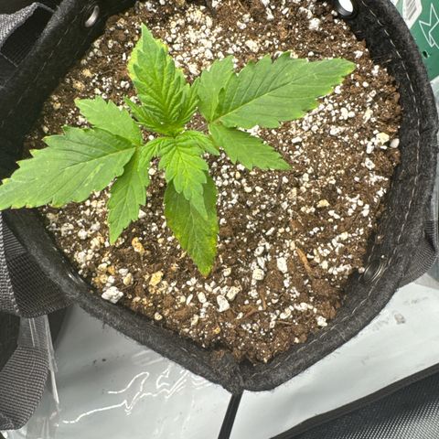 Lemon Berry Candy OG growlog timeline photo