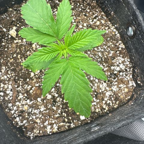 Zweet Auto growlog timeline photo