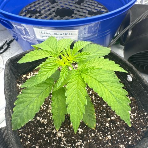 Grandpa's Stash growlog timeline photo