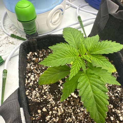 White Wedding growlog timeline photo