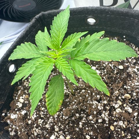 Zweet Auto growlog timeline photo