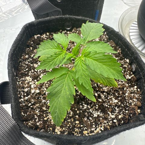 Lemon Berry Candy OG growlog timeline photo