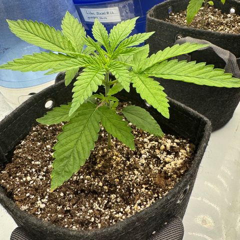 Grandpa's Stash growlog timeline photo