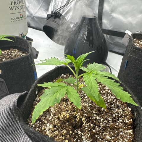 Lemon Berry Candy OG growlog timeline photo