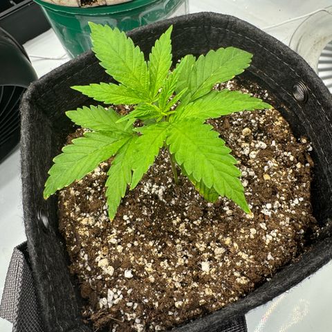 Zweet Auto growlog timeline photo
