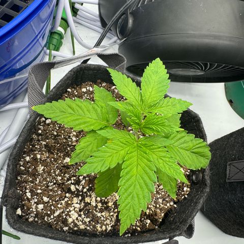 White Wedding growlog timeline photo