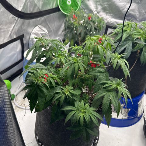 Grandpa's Stash growlog timeline photo