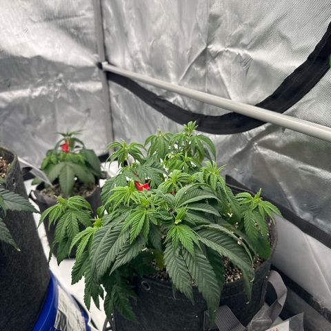 White Wedding growlog timeline photo