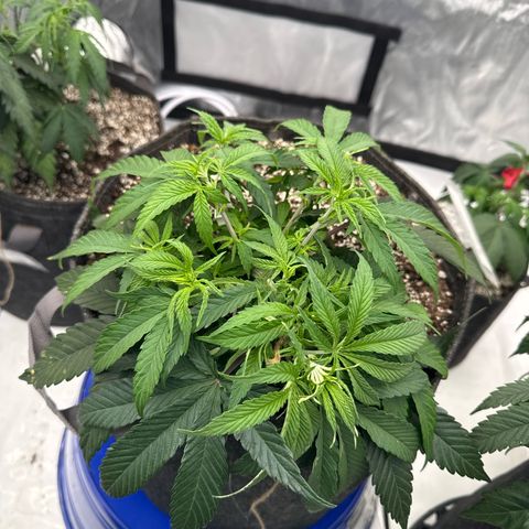 Zweet Auto growlog timeline photo