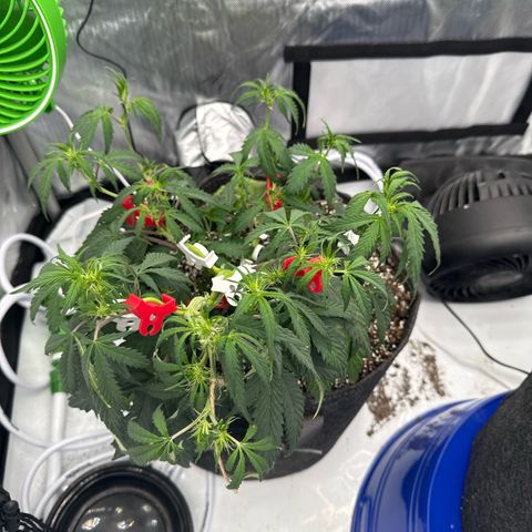 Lemon Berry Candy OG growlog timeline photo