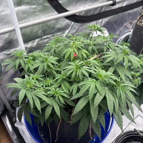 Grandpa's Stash growlog timeline photo