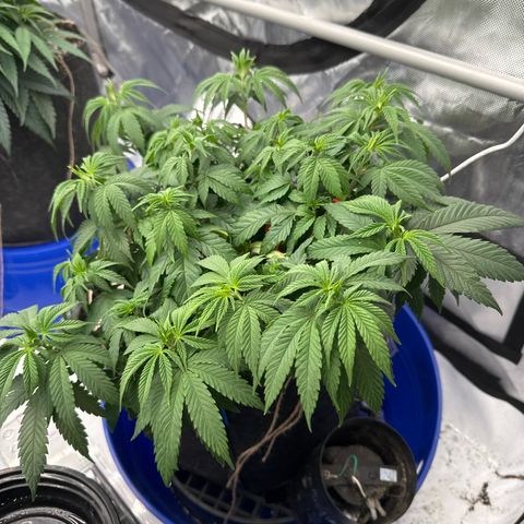 White Wedding growlog timeline photo