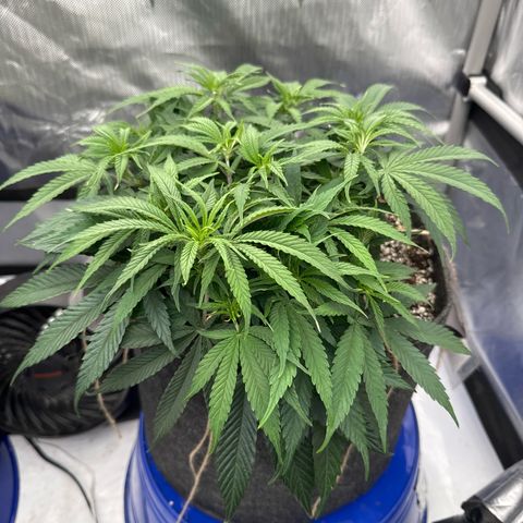 Zweet Auto growlog timeline photo