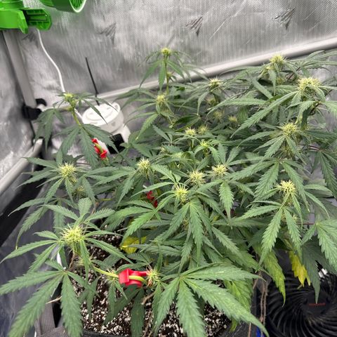 Lemon Berry Candy OG growlog photo: Randomly started flowering 