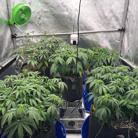 Zweet Auto growlog timeline photo