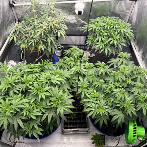 Zweet Auto growlog timeline photo