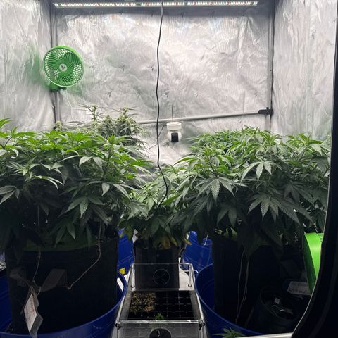 Zweet Auto growlog timeline photo
