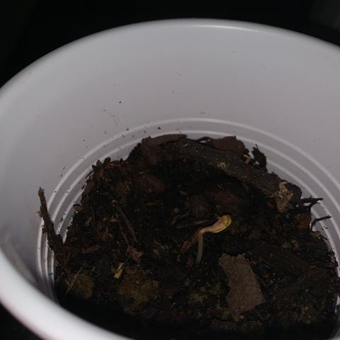Gorilla Cookies Auto growlog timeline photo