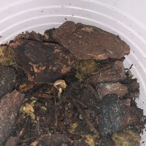 Gorilla Cookies Auto growlog photo: Two sprouted, one almost sprouted. Humidity domes might’ve helped, as they weren’t sprouting before. 