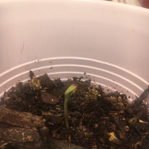Gorilla Cookies Auto growlog photo: Not sure if these are healthy or not. Pretty sure plant #3 was the free strain I got. Forgot to label
