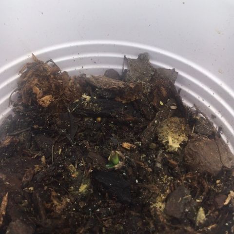 Gorilla Cookies Auto growlog photo: Not sure if these are healthy or not. Pretty sure plant #3 was the free strain I got. Forgot to label