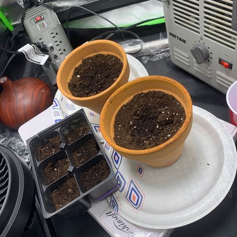 Gorilla Cookies Auto growlog timeline photo