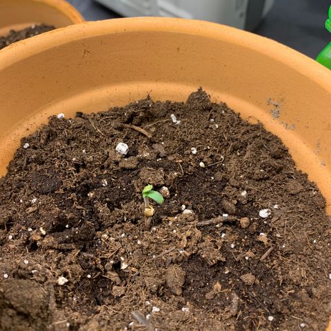 Gorilla Cookies Auto growlog timeline photo