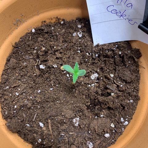 Gorilla Cookies Auto growlog timeline photo